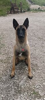 šteniatka belgicky ovčiak/ cross