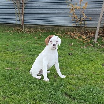 Nemecký boxer bez PP