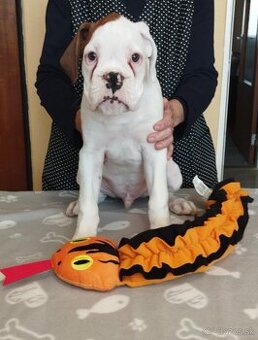 Nemecký boxer bez PP