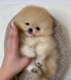 Pomeranian dievčatko - 1