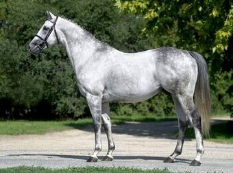 Nabídka připuštění plemenným hřebcem - Fairlypi