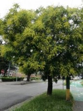 Predám medonosné stromčeky - Jaseňovec metlinatý