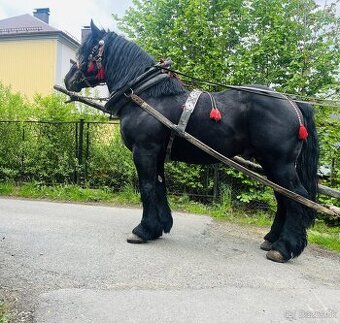Kon žrebiec 6 rokow
