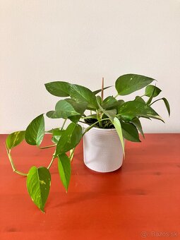 Pothos