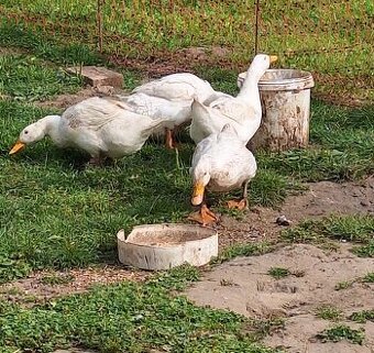 Predám dve peking brojler kačky