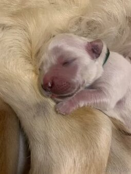Golden retriever