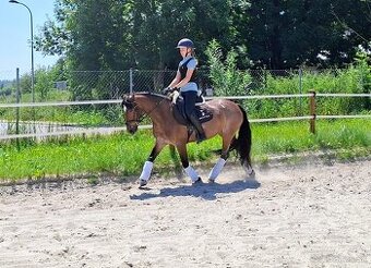 Šikovná drezurna welsh cob kobyla