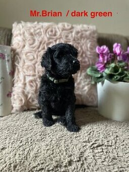 Portugalský vodný pes – posledné šteniatka s PP, hnedá farba