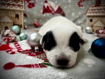 Austrálsky dobytkársky pes s PP (predpoklady na šport)