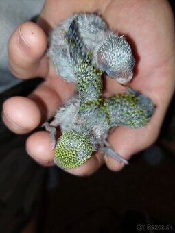 Andulky na dokrmenie