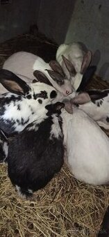 Predám králiky 3,5 mesačne