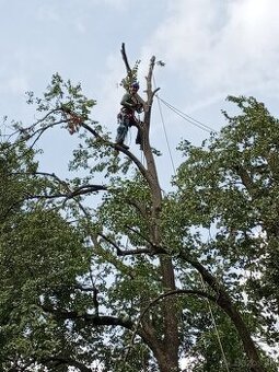 Výškové práce - rizikové pílenie - štiepkovanie