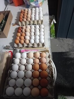 Predám vajíčka do liahne