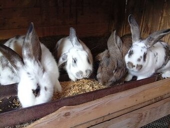 Predam králiky.