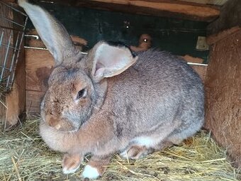 Králik, zajac, samica