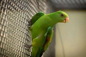 Papagaj cervenokridly - 1