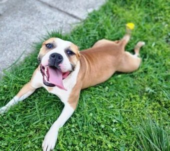 Predam amstaff/stafford