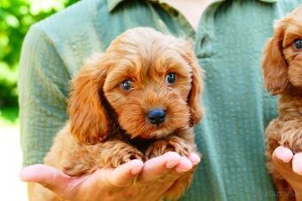 Cavapoo