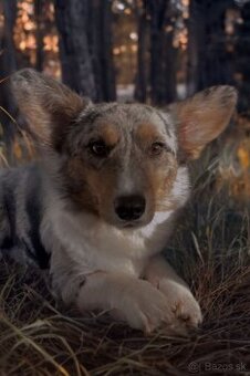 Welsh corgi cardigan s PP