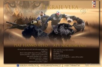 Knírač bradáč velký černý štěňátka s PP