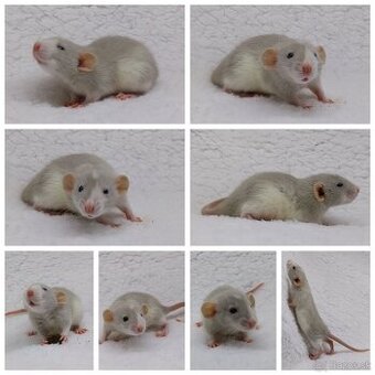 Potkan Potkany Potkaniky