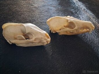 Líška, jazvec, trofej, trofeje, parozie