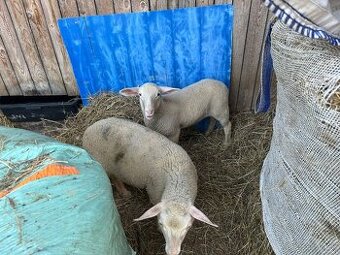 Jahňatá  / kozľatá