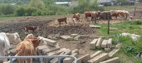 Kravy,Telata,Jalovice - 1