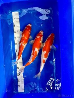 Predaj KOI kaprov KOHAKU 30-40cm 90€