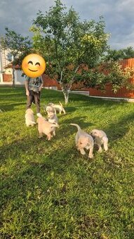 Labrador šteniatka, posledná voľná fenka