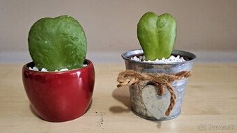 Hoya Kerrii "voskovka"