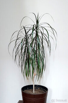 DRACENA.