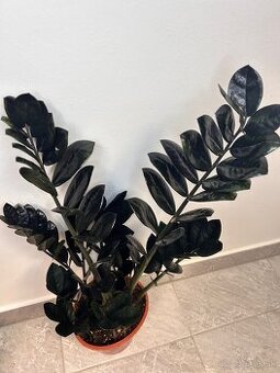 Zamioculcas zamiifolia Raven
