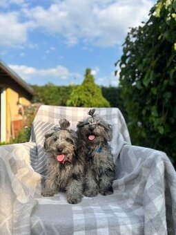 Maltipoo