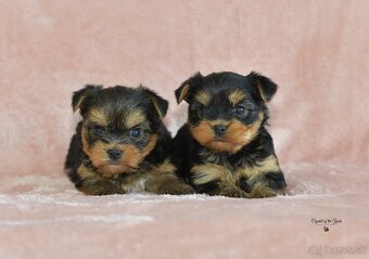 YORKSHIRE TERRIER s PP rodokmenom - yorkshirsky terier