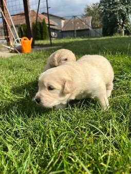 Zlatý retriever