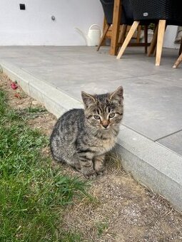 Maciatka