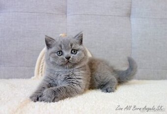 Britské mačiatka s PP ♥