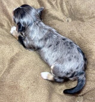 Yorkshire Terrier s PP