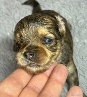 Yorkshire Terrier s PP