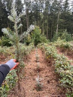 Práca v Nemecku - lesnícke práce