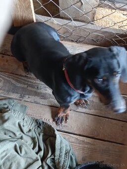 Predám sučku Jazvečíka