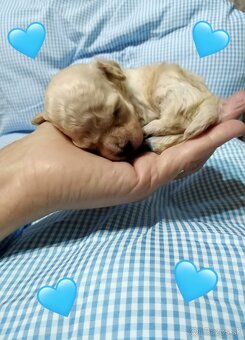 ❤️Pudlik mini toy ❤️