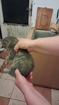 Darujem mačky a kocurikov