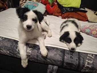 Šteniatká Border Kólia