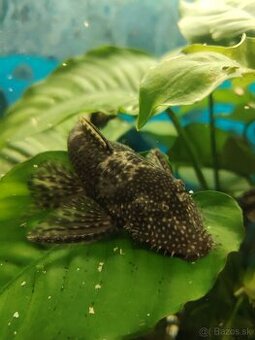 Vymenim alebo darujem