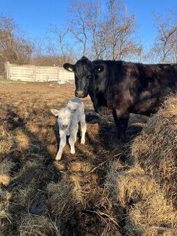 Krava Aberdeen Angus