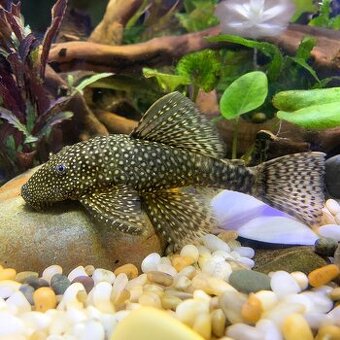 Kúpim Ancistrus sp. samice