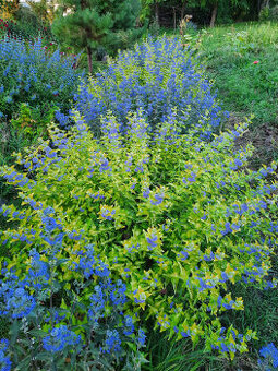 Bradavec sivý, klandonský, panašovaný