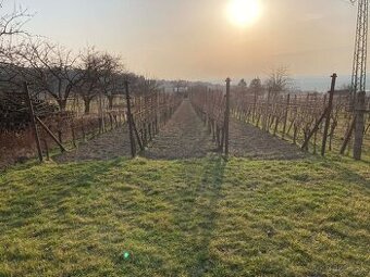 Vinica v srdci Skalických vinohradov